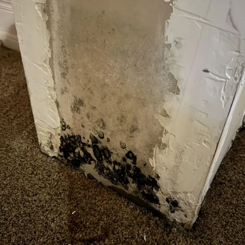 Professional Mold Removal in Garden City, TX